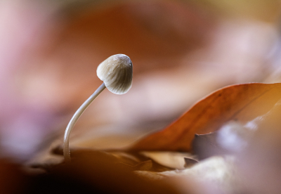 <i class='fa fa-user'></i> David |  Mycena sp.  <i class='fa fa-eye'> 51</i>  <i class='fa fa-thumbs-up'> 7</i>   <i class='fa fa-comment-o'> 5</i>