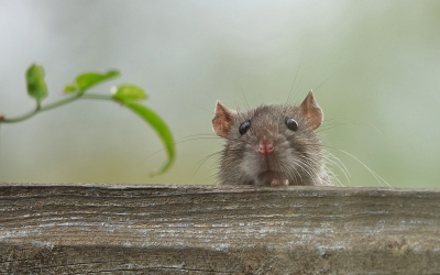 <i class='fa fa-user'></i> Nel R |  Bruine Rat  <i class='fa fa-eye'> 60</i>  <i class='fa fa-thumbs-up'> 5</i>   <i class='fa fa-comment-o'> 5</i>