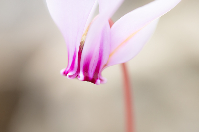 <i class='fa fa-user'></i> Willem Verhagen |  Cyclamen graecum  <i class='fa fa-eye'> 27</i>  <i class='fa fa-thumbs-up'> 3</i>   <i class='fa fa-comment-o'> 3</i>