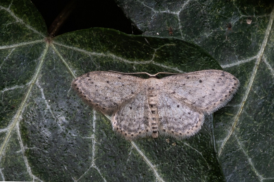 <i class='fa fa-user'></i> Johan van Gurp | Paardenbloemspanner  <i class='fa fa-eye'> 41</i>  <i class='fa fa-thumbs-up'> 2</i>   <i class='fa fa-comment-o'> 1</i>