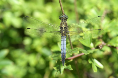 <i class='fa fa-user'></i> Jasper | Gewone Oeverlibel  <i class='fa fa-eye'> 38</i>   <i class='fa fa-comment-o'> 1</i>