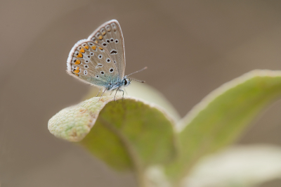 <i class='fa fa-user'></i> Willem Verhagen | Icarusblauwtje  <i class='fa fa-eye'> 60</i>   <i class='fa fa-comment-o'> 7</i>