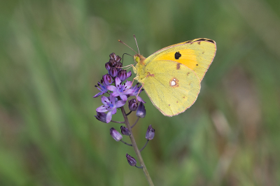 <i class='fa fa-user'></i> Willem Verhagen | Oranje Luzernevlinder  <i class='fa fa-eye'> 58</i>  <i class='fa fa-thumbs-up'> 2</i>   <i class='fa fa-comment-o'> 7</i>