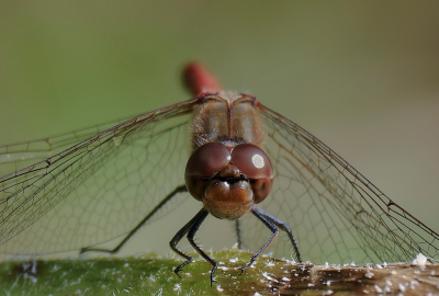 <i class='fa fa-user'></i> mauritskoenen48 | Bruinrode Heidelibel  <i class='fa fa-eye'> 58</i>  <i class='fa fa-thumbs-up'> 1</i>   <i class='fa fa-comment-o'> 8</i>