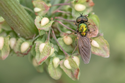 <i class='fa fa-user'></i> Johan van Gurp | Gewone Prachtwapenvlieg  <i class='fa fa-eye'> 56</i>  <i class='fa fa-thumbs-up'> 2</i>   <i class='fa fa-comment-o'> 3</i>