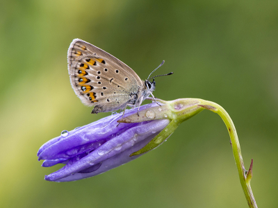 2. Plebejus idas / Vals Heideblauwtje / Idas Blue