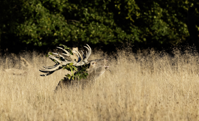 4. Cervus elaphus / Edelhert / Red Deer