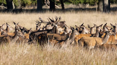 <i class='fa fa-user'></i> David |  Edelhert  <i class='fa fa-eye'> 68</i>   <i class='fa fa-comment-o'> 3</i>