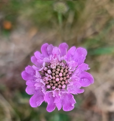 flinke wandelingen in Zuid Oost Zwitserland en dan kom je onderweg onbekende bloemetjes tegen. Een soort die je niet vaak ziet.