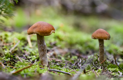 Afgelopen zondag een paar uurtjes gewandeld. Het was nat in de bossen maar met een plasticzak onder de bonenzak ging het prima. Niet veel soorten gezien.