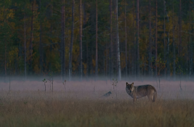 <i class='fa fa-user'></i> Jurgen Maassen |  Wolf  <i class='fa fa-eye'> 100</i>  <i class='fa fa-thumbs-up'> 3</i>   <i class='fa fa-comment-o'> 6</i>