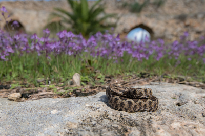 <i class='fa fa-user'></i> Willem Verhagen |  Zandadder  <i class='fa fa-eye'> 56</i>  <i class='fa fa-thumbs-up'> 3</i>   <i class='fa fa-comment-o'> 3</i>