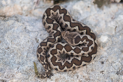 <i class='fa fa-user'></i> Willem Verhagen |  Zandadder  <i class='fa fa-eye'> 58</i>  <i class='fa fa-thumbs-up'> 3</i>   <i class='fa fa-comment-o'> 4</i>