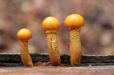 <i class='fa fa-user'></i> Paul Vandebroek |  Goudvliesbundelzwam  <i class='fa fa-eye'> 39</i>  <i class='fa fa-thumbs-up'> 2</i>   <i class='fa fa-comment-o'> 3</i>