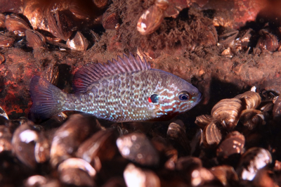 <i class='fa fa-user'></i> Vincent Rijnbende |  Zonnebaars  <i class='fa fa-eye'> 35</i>   <i class='fa fa-comment-o'> 4</i>