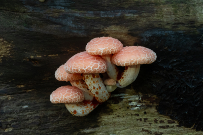 <i class='fa fa-user'></i> David |  Zalmzwam  <i class='fa fa-eye'> 53</i>  <i class='fa fa-thumbs-up'> 7</i>   <i class='fa fa-comment-o'> 6</i>