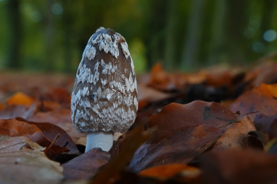 <i class='fa fa-user'></i> nelappelmelk |  Spechtinktzwam  <i class='fa fa-eye'> 44</i>  <i class='fa fa-thumbs-up'> 2</i>   <i class='fa fa-comment-o'> 3</i>