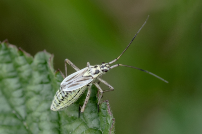 <i class='fa fa-user'></i> Johan van Gurp |  Grote Bonte Graswants  <i class='fa fa-eye'> 35</i>  <i class='fa fa-thumbs-up'> 4</i>   <i class='fa fa-comment-o'> 5</i>