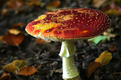 <i class='fa fa-user'></i> hesterb |  Vliegenzwam  <i class='fa fa-eye'> 40</i>   <i class='fa fa-comment-o'> 1</i>