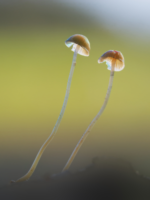 <i class='fa fa-user'></i> janvangastel |  Mycena spec  <i class='fa fa-eye'> 41</i>  <i class='fa fa-thumbs-up'> 1</i>   <i class='fa fa-comment-o'> 3</i>