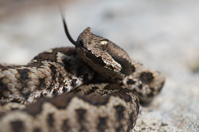 <i class='fa fa-user'></i> Willem Verhagen |  Zandadder  <i class='fa fa-eye'> 44</i>  <i class='fa fa-thumbs-up'> 3</i>   <i class='fa fa-comment-o'> 5</i>