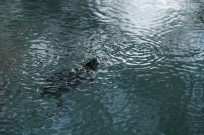 <i class='fa fa-user'></i> Willem Verhagen |  Europese Moerasschildpad  <i class='fa fa-eye'> 30</i>   <i class='fa fa-comment-o'> 2</i>