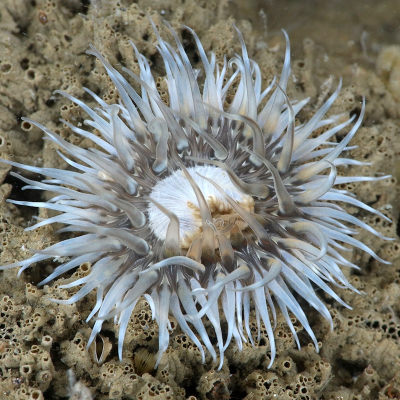 <i class='fa fa-user'></i> Vincent Rijnbende |  Weduweroos  <i class='fa fa-eye'> 23</i>  <i class='fa fa-thumbs-up'> 5</i>   <i class='fa fa-comment-o'> 5</i>