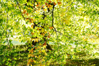 <i class='fa fa-user'></i> hesterb |  Beuk  <i class='fa fa-eye'> 15</i>   <i class='fa fa-comment-o'> 1</i>