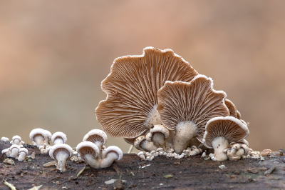 <i class='fa fa-user'></i> Johan van Gurp |  Scherpe Schelpzwam  <i class='fa fa-eye'> 6</i>  <i class='fa fa-thumbs-up'> 1</i>   <i class='fa fa-comment-o'> 0</i>