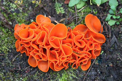 <i class='fa fa-user'></i>&nbsp;Paul Vandebroek&nbsp;|  Grote Oranje Bekerzwam&nbsp; <i class='fa fa-eye'>&nbsp;79</i> &nbsp;<i class='fa fa-thumbs-up'>&nbsp;5</i> &nbsp; <i class='fa fa-comment-o'>&nbsp;7</i>