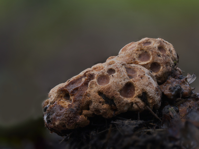 <i class='fa fa-user'></i> janvangastel |  Toefige Labyrinthzwam  <i class='fa fa-eye'> 5</i>  <i class='fa fa-thumbs-up'> 1</i>   <i class='fa fa-comment-o'> 0</i>