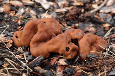 <i class='fa fa-user'></i> Jelle Bakker |  Oliebolzwam  <i class='fa fa-eye'> 50</i>  <i class='fa fa-thumbs-up'> 1</i>   <i class='fa fa-comment-o'> 5</i>