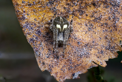 <i class='fa fa-user'></i> Martin Verbeeten |  Brede wielwebspin  <i class='fa fa-eye'> 18</i>   <i class='fa fa-comment-o'> 0</i>