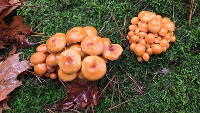 wandeling in het bos na regenbui. er was in het gebied bij Laag Soeren een grote variteit aan paddenstoelen en zwammen zomaar op een willekeurige plek.
