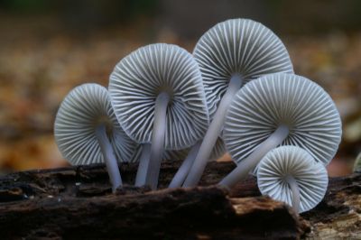 <i class='fa fa-user'></i> Jasper |  Helmmycena  <i class='fa fa-eye'> 3</i>   <i class='fa fa-comment-o'> 1</i>