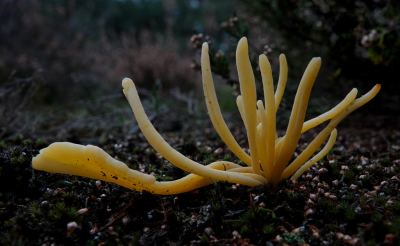 <i class='fa fa-user'></i>&nbsp;nelappelmelk&nbsp;|  Heideknotszwam&nbsp; <i class='fa fa-eye'>&nbsp;46</i> &nbsp;<i class='fa fa-thumbs-up'>&nbsp;4</i> &nbsp; <i class='fa fa-comment-o'>&nbsp;7</i>