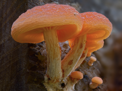 <i class='fa fa-user'></i>&nbsp;janvangastel&nbsp;|  Zalmzwam&nbsp; <i class='fa fa-eye'>&nbsp;82</i> &nbsp;<i class='fa fa-thumbs-up'>&nbsp;2</i> &nbsp; <i class='fa fa-comment-o'>&nbsp;5</i>