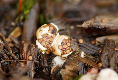 <i class='fa fa-user'></i> Jelle Bakker |  Eierzakje  <i class='fa fa-eye'> 59</i>   <i class='fa fa-comment-o'> 4</i>