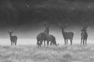 <i class='fa fa-user'></i> David | Edelhert  <i class='fa fa-eye'> 59</i>  <i class='fa fa-thumbs-up'> 2</i>   <i class='fa fa-comment-o'> 2</i>