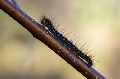 <i class='fa fa-user'></i> Martin Verbeeten | Hageheld  <i class='fa fa-eye'> 40</i>   <i class='fa fa-comment-o'> 3</i>