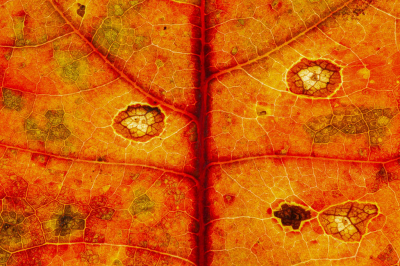 <i class='fa fa-user'></i> Adri Gr Nuelend | Amerikaanse Eik  <i class='fa fa-eye'> 51</i>  <i class='fa fa-thumbs-up'> 2</i>   <i class='fa fa-comment-o'> 5</i>