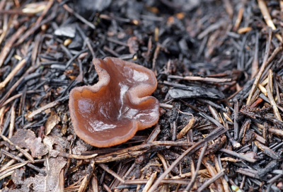 <i class='fa fa-user'></i> Jelle Bakker |  Purperbruine brandplekbekerzwam  <i class='fa fa-eye'> 37</i>   <i class='fa fa-comment-o'> 1</i>