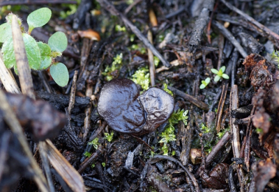 <i class='fa fa-user'></i> Jelle Bakker |  Beroete Brandplekbekerzwam  <i class='fa fa-eye'> 36</i>   <i class='fa fa-comment-o'> 1</i>