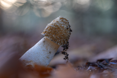 <i class='fa fa-user'></i> Pieter  LJ |  Grote Stinkzwam  <i class='fa fa-eye'> 45</i>   <i class='fa fa-comment-o'> 2</i>