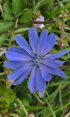 <i class='fa fa-user'></i> guidomwm |  Wilde Cichorei  <i class='fa fa-eye'> 28</i>   <i class='fa fa-comment-o'> 4</i>