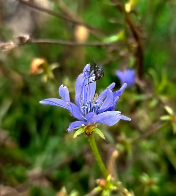 een ritje per fiets naar de Havikerwaard en er stond nog een enkel bloemetje.