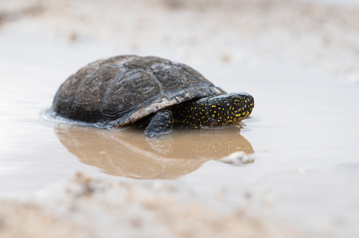 <i class='fa fa-user'></i> Willem Verhagen |  Europese Moerasschildpad  <i class='fa fa-eye'> 49</i>  <i class='fa fa-thumbs-up'> 2</i>   <i class='fa fa-comment-o'> 4</i>