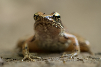 <i class='fa fa-user'></i> Willem Verhagen |  Griekse Beekkikker  <i class='fa fa-eye'> 40</i>  <i class='fa fa-thumbs-up'> 1</i>   <i class='fa fa-comment-o'> 1</i>