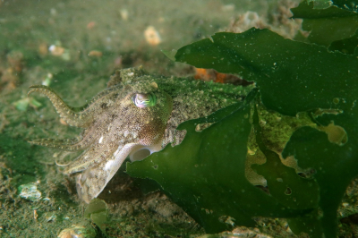 <i class='fa fa-user'></i> Vincent Rijnbende |  Gewone Zeekat  <i class='fa fa-eye'> 45</i>   <i class='fa fa-comment-o'> 1</i>