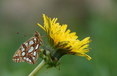 <i class='fa fa-user'></i> nelappelmelk |  Kleine Parelmoervlinder  <i class='fa fa-eye'> 61</i>  <i class='fa fa-thumbs-up'> 5</i>   <i class='fa fa-comment-o'> 5</i>